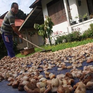 Serap 67% Ekspor Kakao RI, Malaysia Jadi Produsen Cokelat Dunia