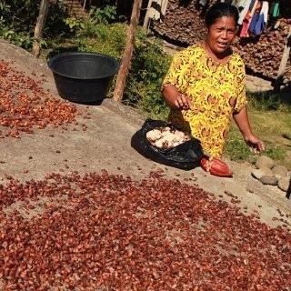 Produk Kakao Indonesia Tak Disukai Pasar Eropa