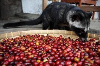 Pemerintah Bakal Awasi Produksi Kopi Luwak