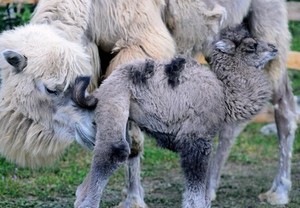 Bayi Unta Langka Lahir di Kebun Binatang Hungaria