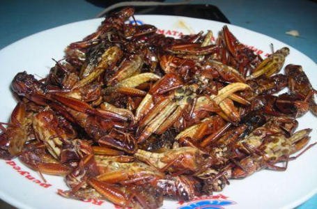 Mau Cicip? Gurih-gurih Enak Botok Tawon dan Enthung Jati Mau Cicip? Gurih-gurih Enak Botok Tawon dan Enthung Jati