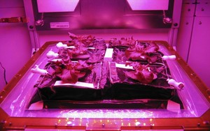 NASA Luncurkan Ladang Luar Angkasa Bernama Veggie