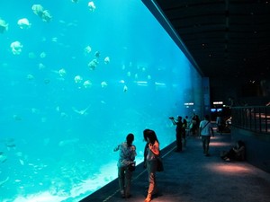 6 Cara Maksimal Liburan ke Tempat Wisata Akuarium