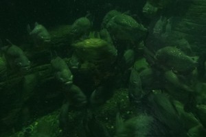 Sadisnya Serangan Piranha di TMII