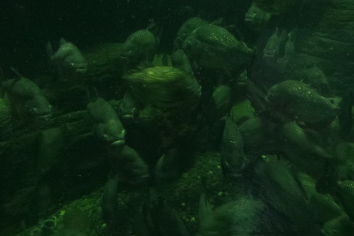 Sadisnya Serangan Piranha di TMII