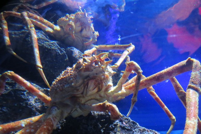 5 Hewan Paling Aneh di Siam Ocean World Bangkok
