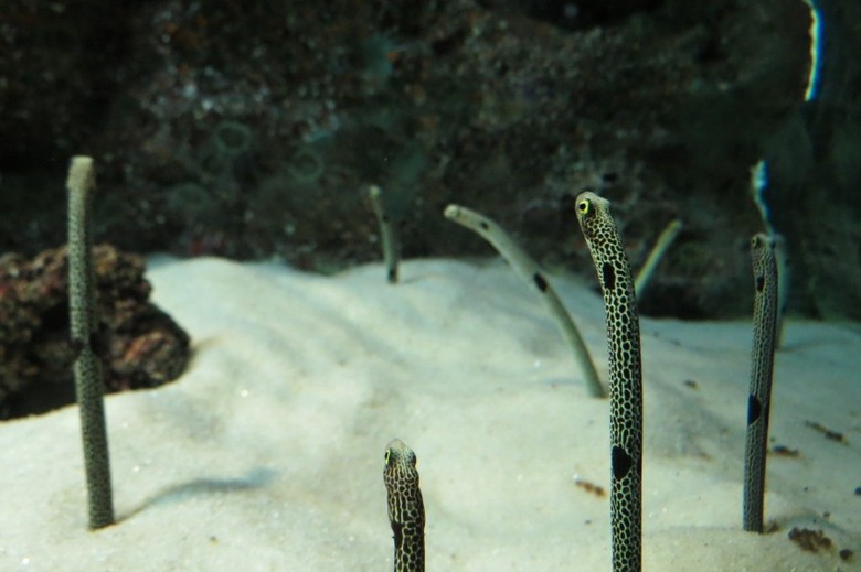 5 Hewan Paling Aneh di Siam Ocean World Bangkok