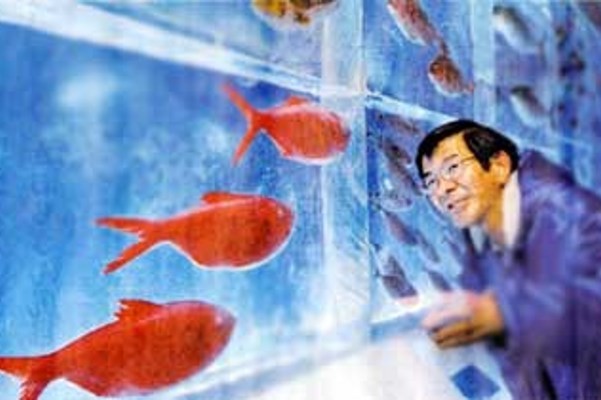 Ekstrem! Akuarium di Jepang Bekukan Ikan
