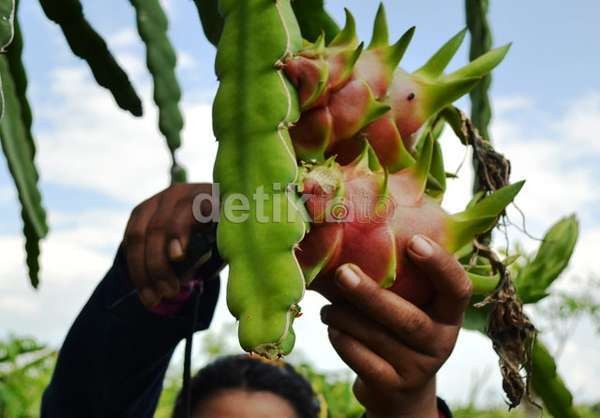 Jadi Sentra Buah Naga Merah, Pemkab Banyuwangi Gandeng Carrefour