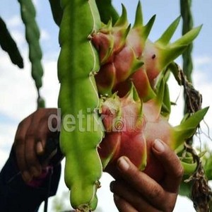 Jadi Sentra Buah Naga Merah, Pemkab Banyuwangi Gandeng Carrefour