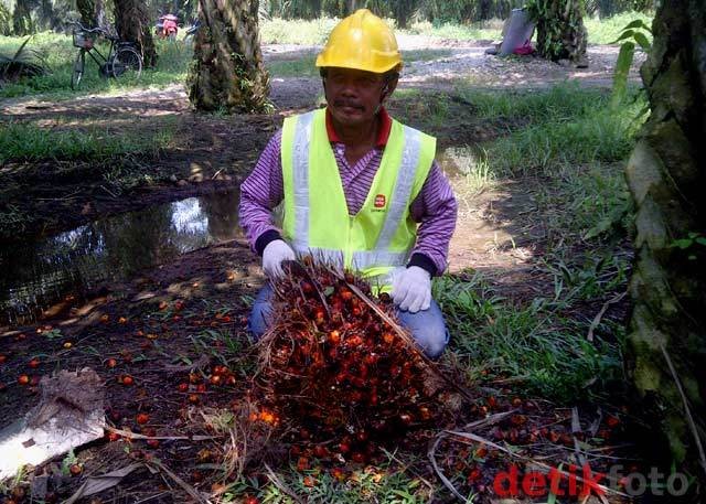 Ekspor CPO RI Tertolong Lonjakan Harga Kedelai