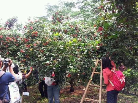 Yang Seru di Mekarsari, Mencicip Buah Langka