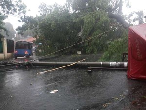 Hujan Angin, Pohon Trembesi dan Tiang Listrik di Slipi Roboh