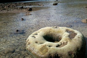 Uniknya Karang Berbentuk Donat di Pulau Sempu