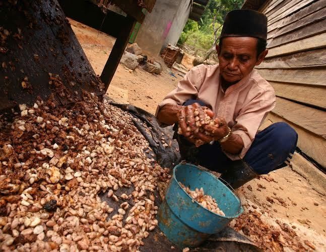 Kemenkeu Belum Mau Bebaskan Pajak Impor Kakao
