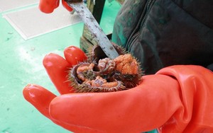 Sea Urchin Semakin Sulit Ditemukan di Samudra Atlantik
