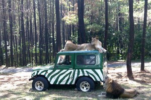 Menikmati Tingkah Satwa Liar di Taman Safari Indonesia II