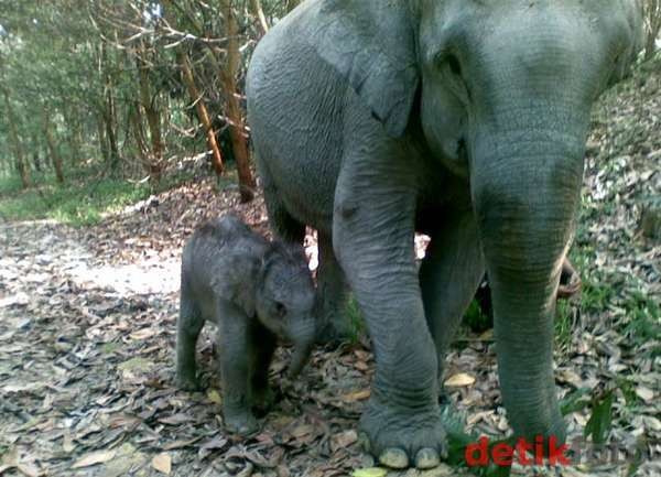 43 Kasus Kematian Gajah di Riau Belum Terungkap