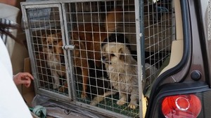 Sadis! Seratus Anjing Liar Dikubur Hidup-hidup di China