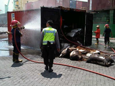 Kontainer Isi Bungkil Terbakar di Dermaga Pelabuhan Tanjung Perak