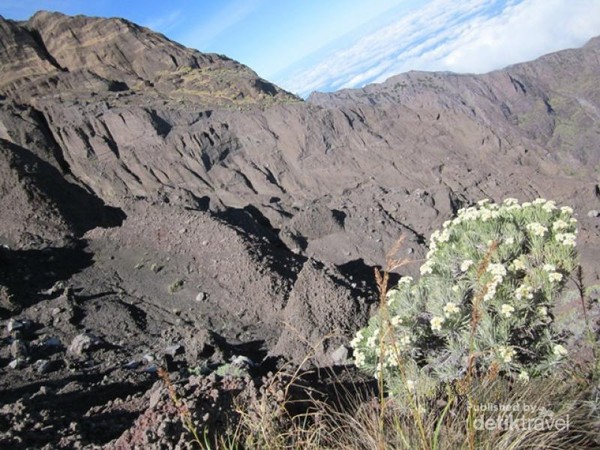 Melihat Keindahan Bunga  Edelweiss di Gunung Rinjani 