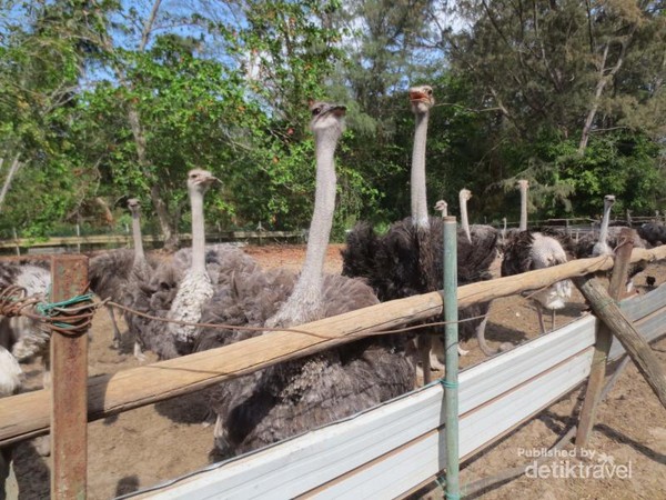 Kencan Asyik Bersama Burung Unta Di Johor Bahru Malaysia