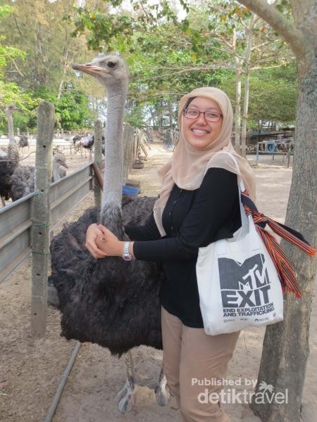 Kencan Asyik Bersama Burung Unta Di Johor Bahru Malaysia