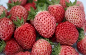 Bubbleberry, Mirip Strawberry dengan Cita Rasa Permen Karet