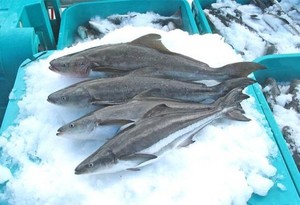 Ikan Cobia Lebih Mudah Dibudidayakan Dibandingkan Ikan Salmon