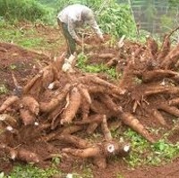 Tiga Bulan Berturut-turut RI Impor Ubi dari Tiongkok