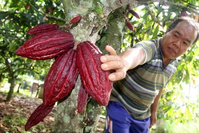 Impor Garam dan Kakao Turun Drastis