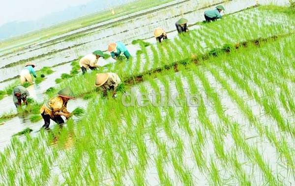 Ini Penyebab 280.000 Orang Berhenti Jadi Petani