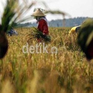 280 Ribu Orang di RI Berhenti Jadi Petani, Pemerintah Tak Khawatir