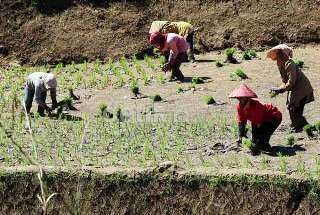 Sektor Pertanian Anjlok pada 3 Bulan Pertama 2014