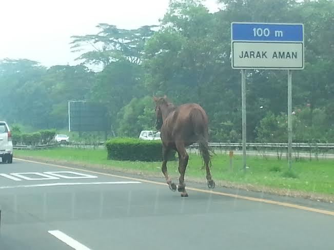 Sempat Bikin Macet dan Heboh, Kuda Cokelat di Jagorawi Berhasil Diamankan