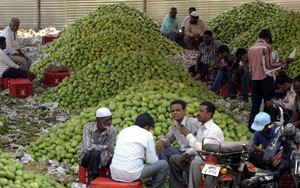 Uni Eropa Larang Impor Mangga dan Sayuran dari India