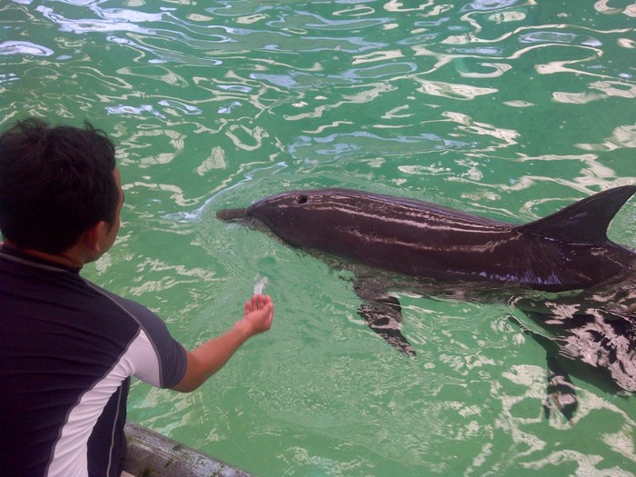 Kisah Ali Sadikin & Ocean Dream Samudera, Ancol