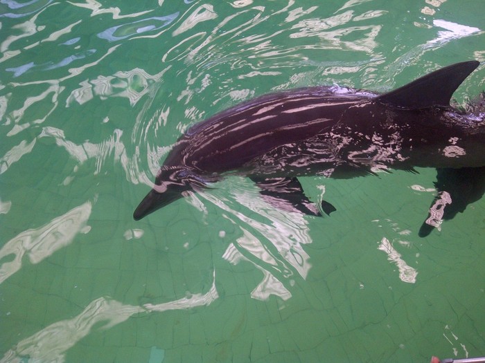 Lucu! Ancol Punya Bayi Lumba-lumba Baru