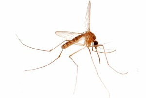 Wolbachia, si Bakteri yang Bisa Lumpuhkan Virus Demam Berdarah