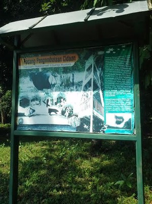 Ayo Selamatkan Badak Bercula Satu di Ujung Kulon yang Hanya Tinggal 58 Ekor