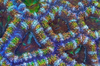 Foto Memukau Batu Karang Dasar laut