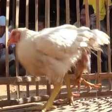 Ayam Berkaki Empat Hebohkan Warga Sumenep
