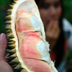 Durian Pelangi, Apa Istimewanya?