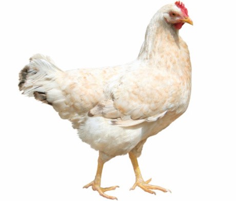 Makan Sayap dan Ceker Ayam Bisa Picu Kanker? Ini Kata Dokter