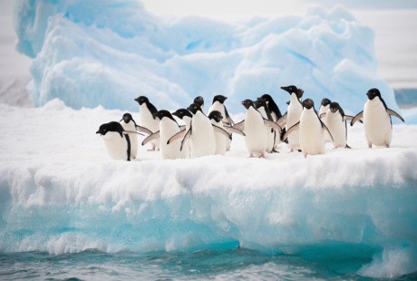 Virus Flu Burung Ditemukan Juga pada Penguin!