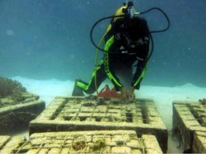 Keren! Nelayan Paniis Ujung Kulon Kini Sudah Peduli Penyelamatan Karang di Laut