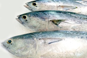 Susu dan Ikan, Mana yang Lebih Sering Timbulkan Alergi?