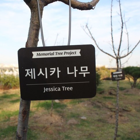 Star Forest, Tren Hadiah Hutan dari Fans untuk Idola KPop