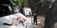 5 Gajah yang Berprofesi sebagai Pelukis