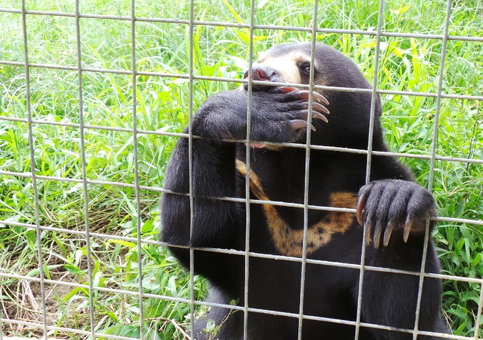 Beruang Madu di Kalimantan Ini Hobi Ngempeng